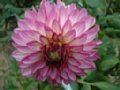 dahlia056.jpg