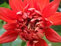 dahlia058.jpg