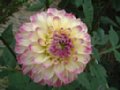 dahlia059.jpg