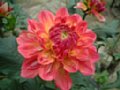 dahlia060.jpg