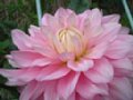 dahlia061.jpg