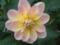 dahlia063.jpg