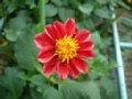 dahlia065.jpg