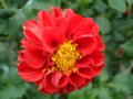 dahlia066.jpg