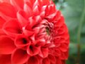 dahlia067.jpg