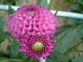 dahlia068.jpg