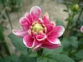 dahlia069.jpg