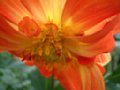 dahlia071.jpg