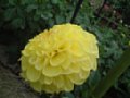 dahlia072.jpg