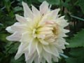 dahlia073.jpg