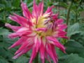 dahlia074.jpg