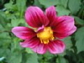 dahlia075.jpg