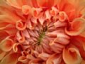 dahlia077.jpg