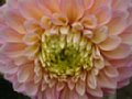 dahlia078.jpg