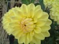 dahlia079.jpg