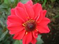 dahlia080.jpg