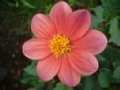 dahlia081.jpg