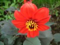 dahlia082.jpg