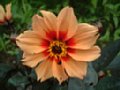 dahlia083.jpg