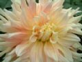 dahlia086.jpg