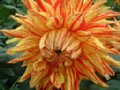 dahlia087.jpg