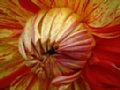 dahlia088.jpg