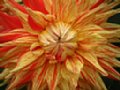 dahlia089.jpg