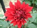 dahlia090.jpg