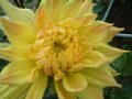 dahlia091.jpg