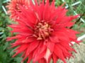 dahlia092.jpg