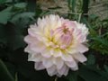 dahlia094.jpg