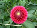 dahlia095.jpg