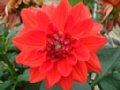 dahlia096.jpg