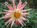 dahlia099.jpg