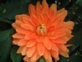 dahlia102.jpg