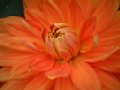 dahlia103.jpg