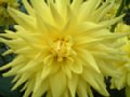 dahlia104.jpg