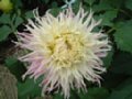 dahlia105.jpg