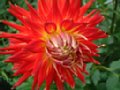 dahlia106.jpg