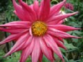 dahlia107.jpg