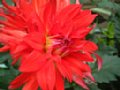 dahlia108.jpg