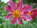 dahlia109.jpg