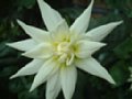 dahlia111.jpg