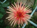 dahlia115.jpg