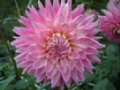 dahlia116.jpg