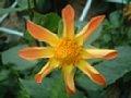 dahlia117.jpg