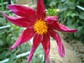 dahlia119.jpg