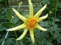 dahlia121.jpg