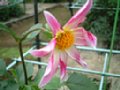 dahlia122.jpg