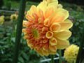 dahlia124.jpg